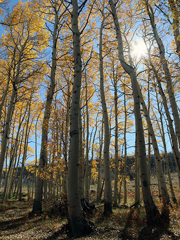 A stand of Aspen trees at Rebel Ranch Wyo in the fall.