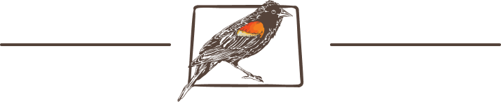 Illustrated red-winged blackbird with detail.