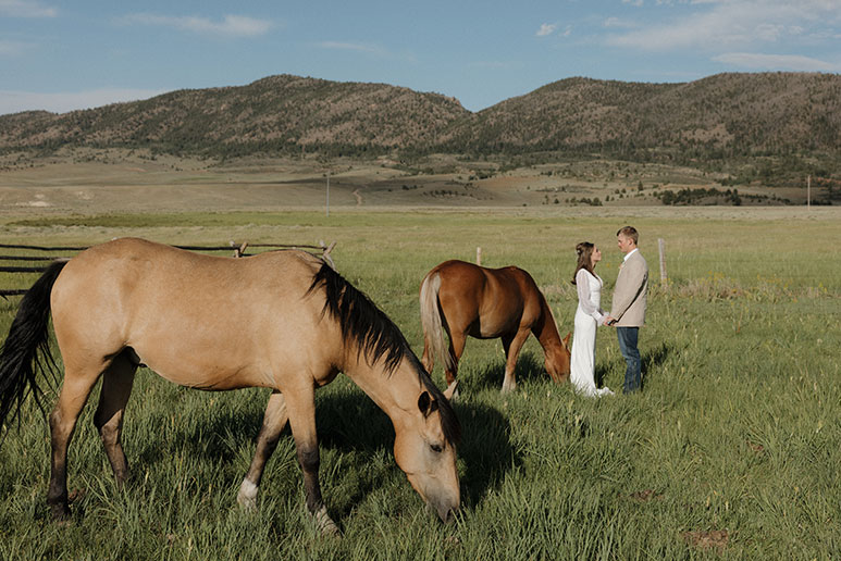 Horses grazing at a wedding.