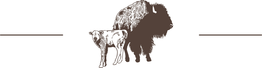 Illustrated bison cow and calf with lines.