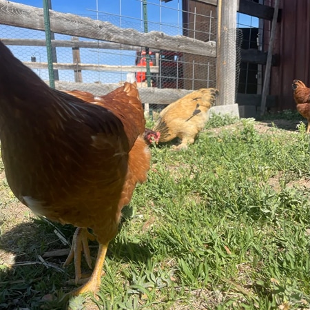 Free range chickens.