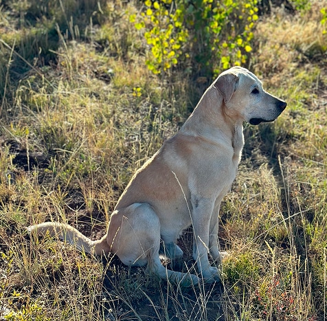 Rebel Ranch's yellow Labrador retriever dog..