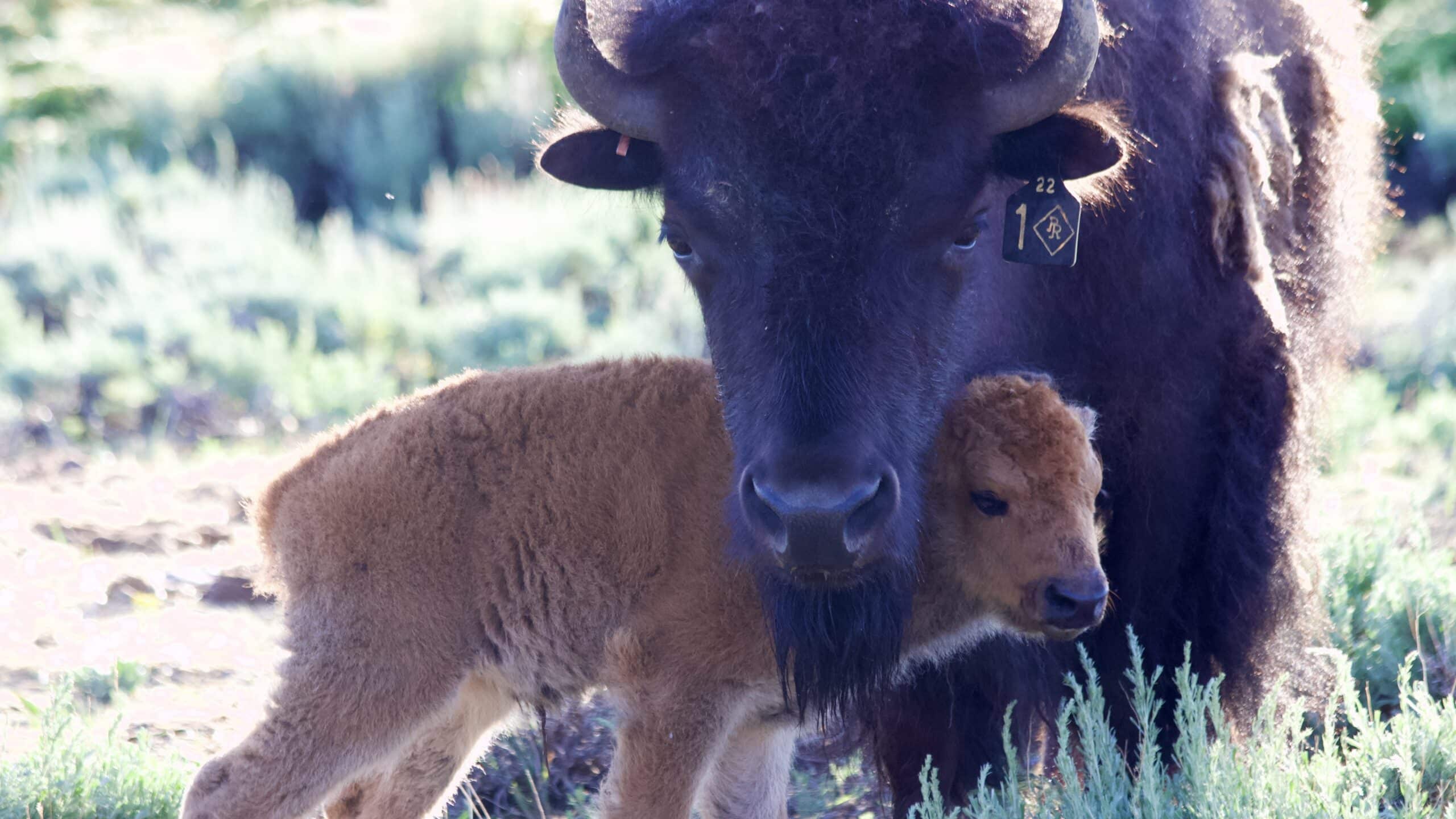 Bison cow and calf.