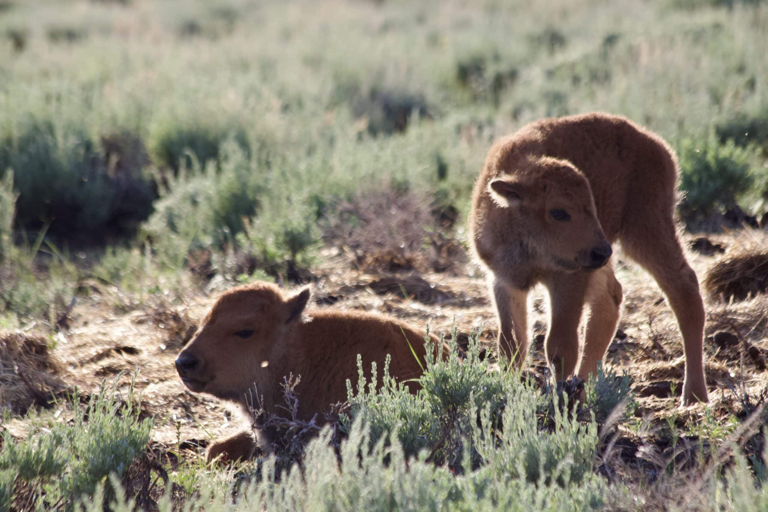 Baby cinnamon bison.